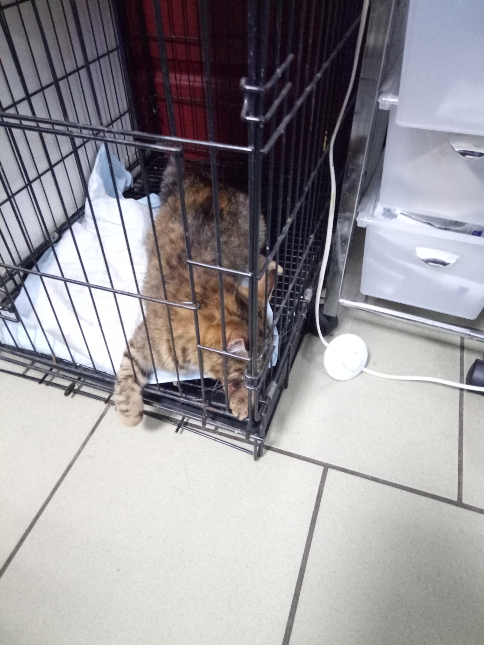 The story of saving one cat. - My, cat, Longpost, Operation, Veterinary, Gomel, Foundling