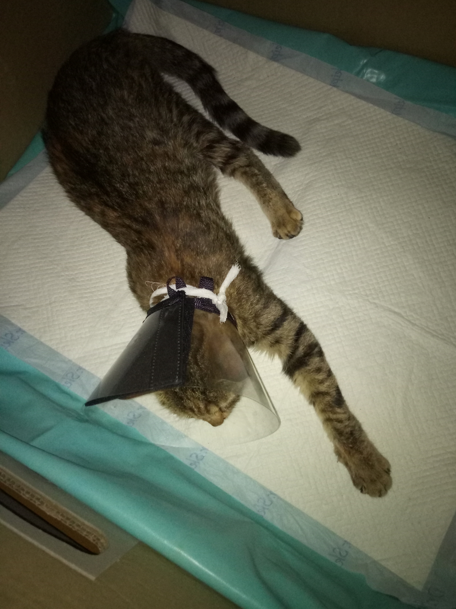 The story of saving one cat. - My, cat, Longpost, Operation, Veterinary, Gomel, Foundling