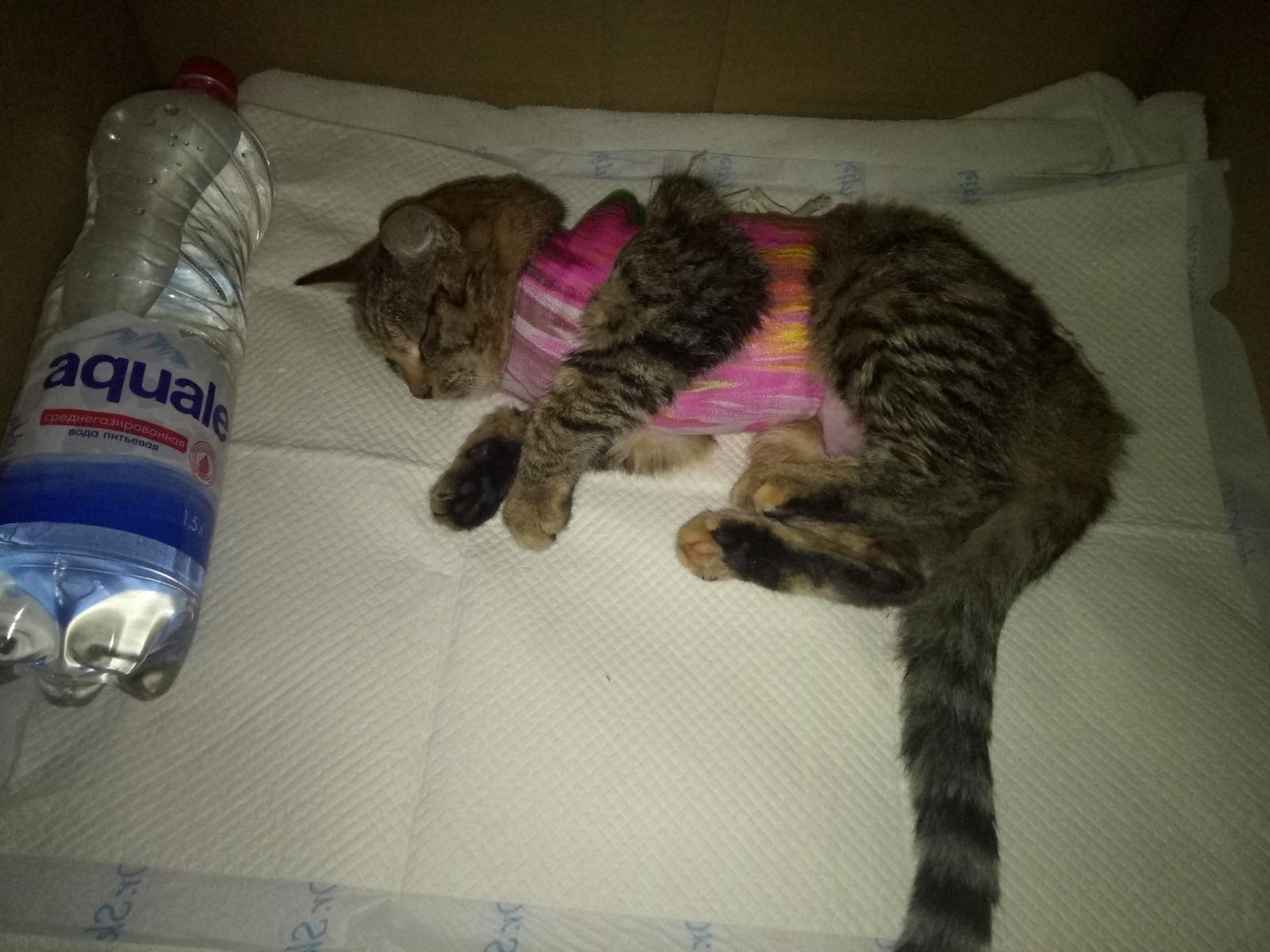 The story of saving one cat. - My, cat, Longpost, Operation, Veterinary, Gomel, Foundling