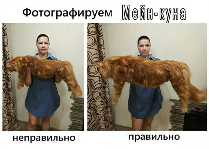 Фотографируем мейн-кунов правильно. - Кот, Мейн-кун, Питомник, Длиннопост