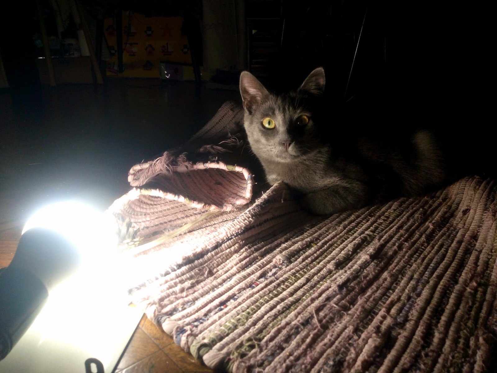 Catolamp - My, Cat with lamp, cat, Longpost