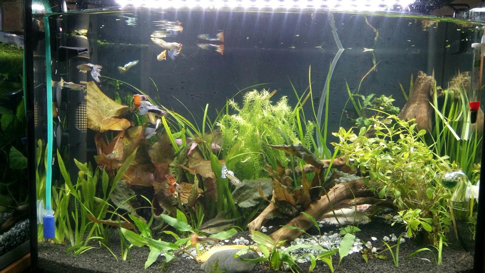 aquarium business - My, Aquarium Aquarium, Aquarium plants, Snail, Enthusiasm, Longpost