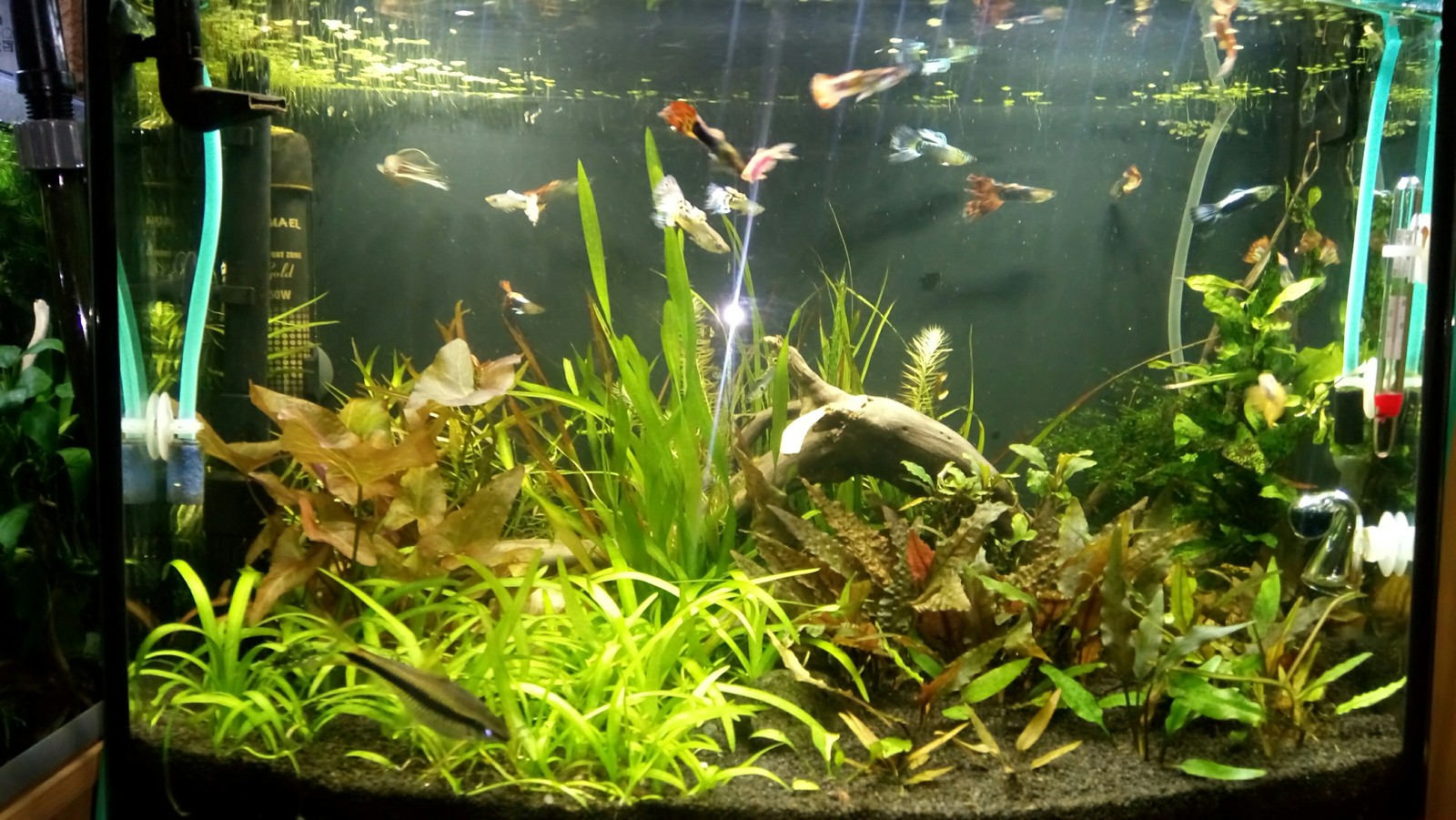 aquarium business - My, Aquarium Aquarium, Aquarium plants, Snail, Enthusiasm, Longpost