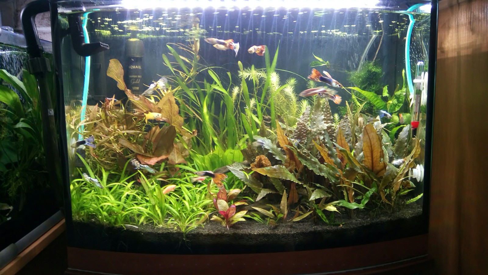 aquarium business - My, Aquarium Aquarium, Aquarium plants, Snail, Enthusiasm, Longpost