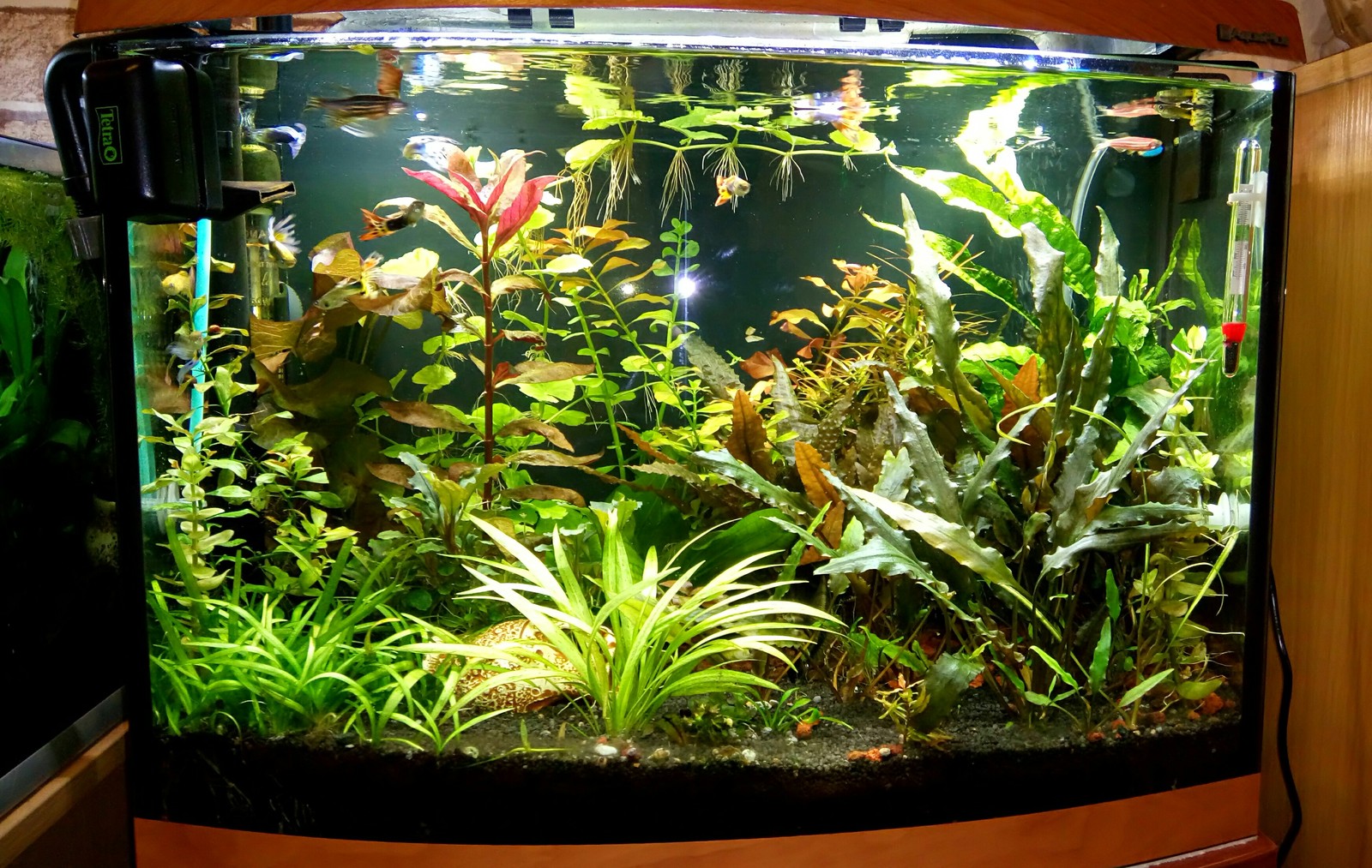 aquarium business - My, Aquarium Aquarium, Aquarium plants, Snail, Enthusiasm, Longpost