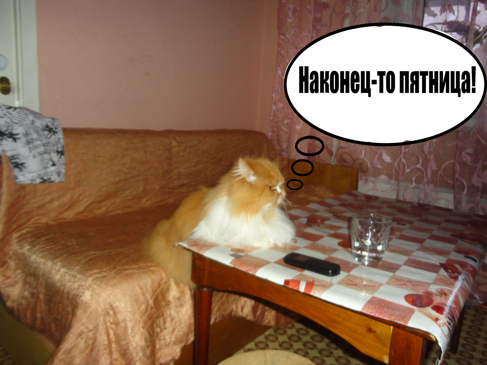 The life of the cat Yefim in pictures - My, Mat, Longpost, cat, Animals, Pets