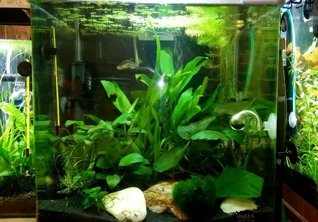 aquarium business - My, Aquarium Aquarium, Aquarium plants, Snail, Enthusiasm, Longpost