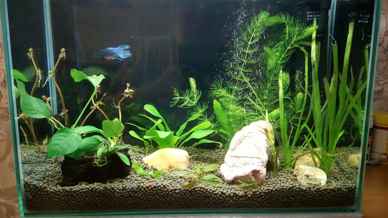 aquarium business - My, Aquarium Aquarium, Aquarium plants, Snail, Enthusiasm, Longpost