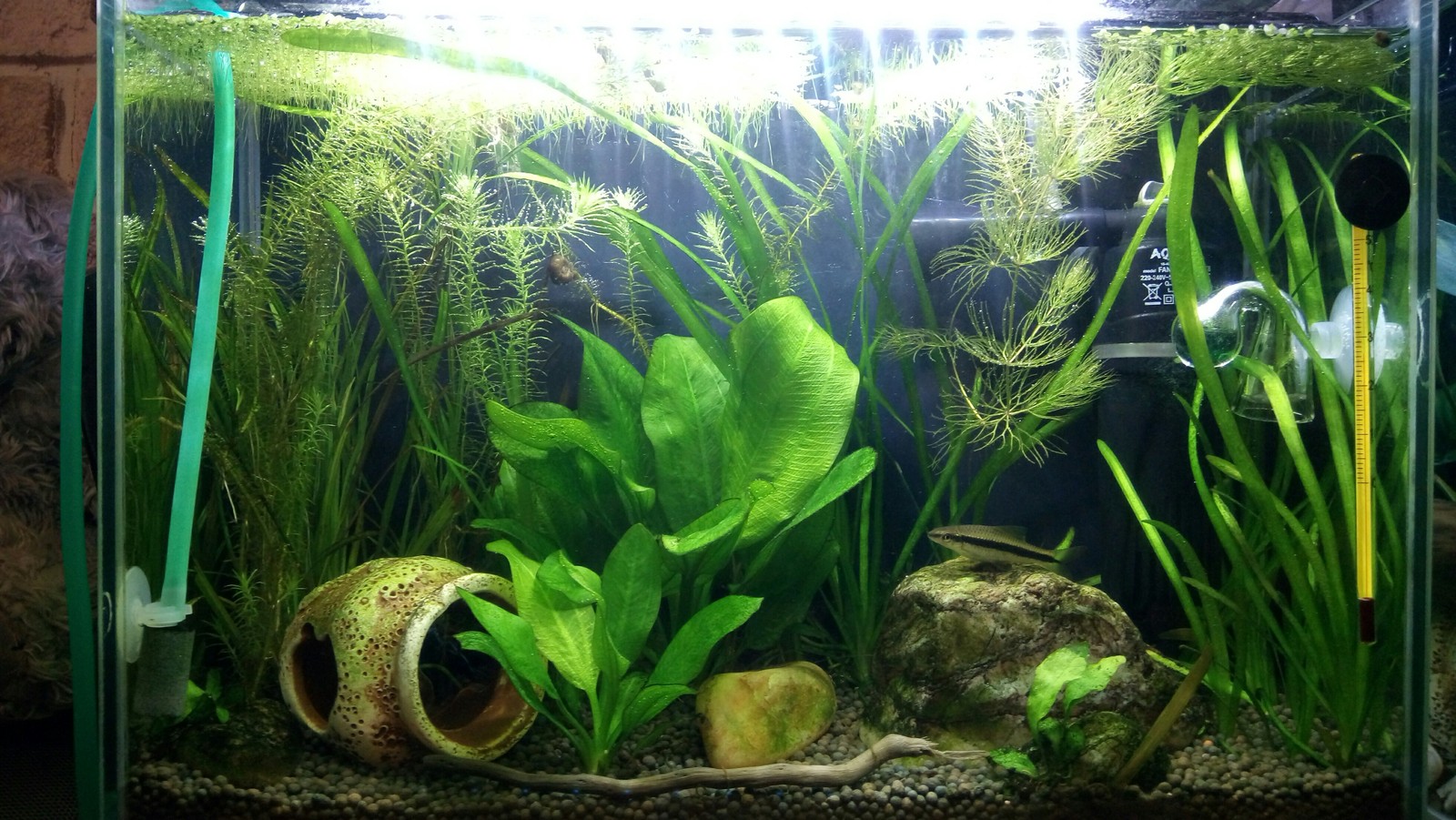 aquarium business - My, Aquarium Aquarium, Aquarium plants, Snail, Enthusiasm, Longpost