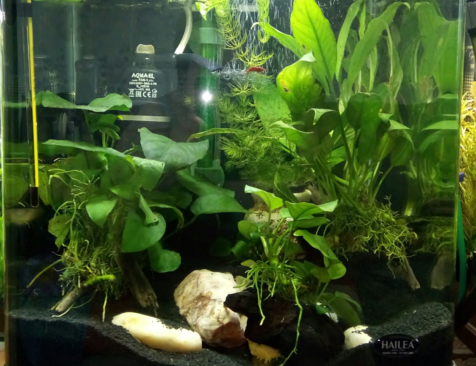 aquarium business - My, Aquarium Aquarium, Aquarium plants, Snail, Enthusiasm, Longpost