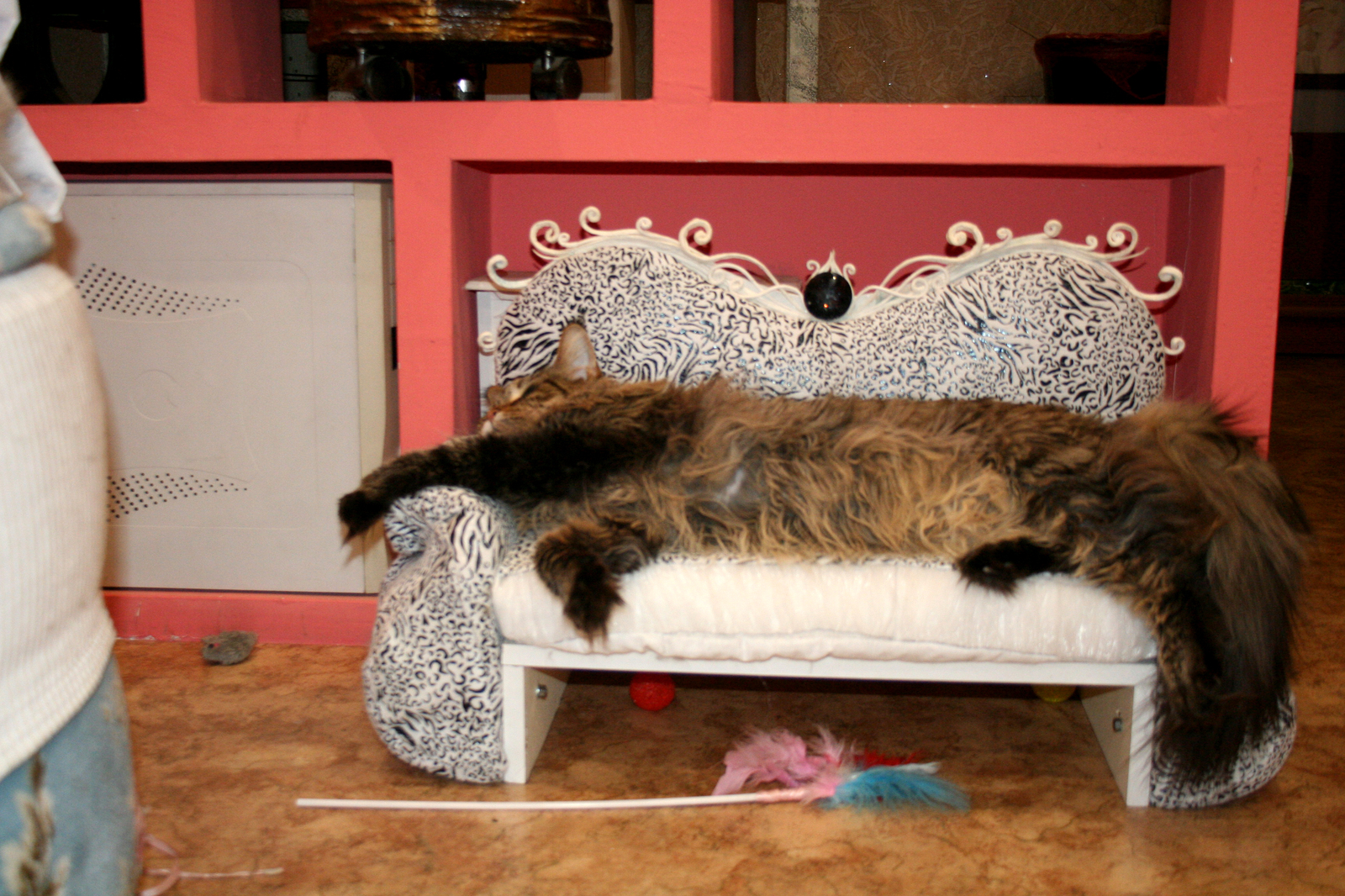 Sofa for Yusi. - My, , cat, Maine Coon, Catomafia, Lounger, My, Sofa, Longpost