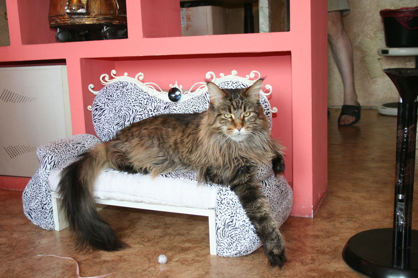 Sofa for Yusi. - My, , cat, Maine Coon, Catomafia, Lounger, My, Sofa, Longpost