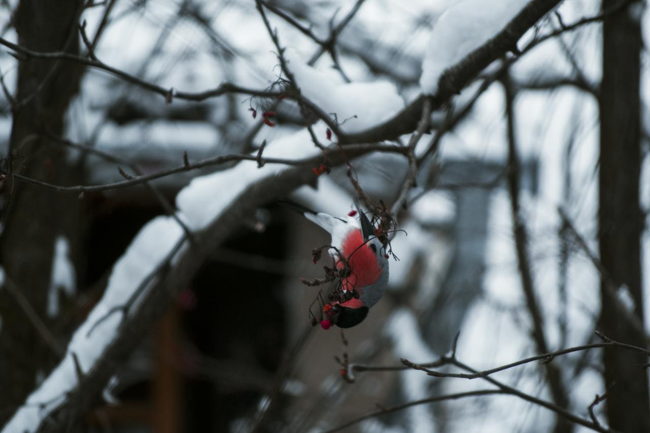 And again about the Secret Santa .. from Azov to the Moscow village)) - Secret Santa, New Year, Gift exchange, Longpost, Bullfinches