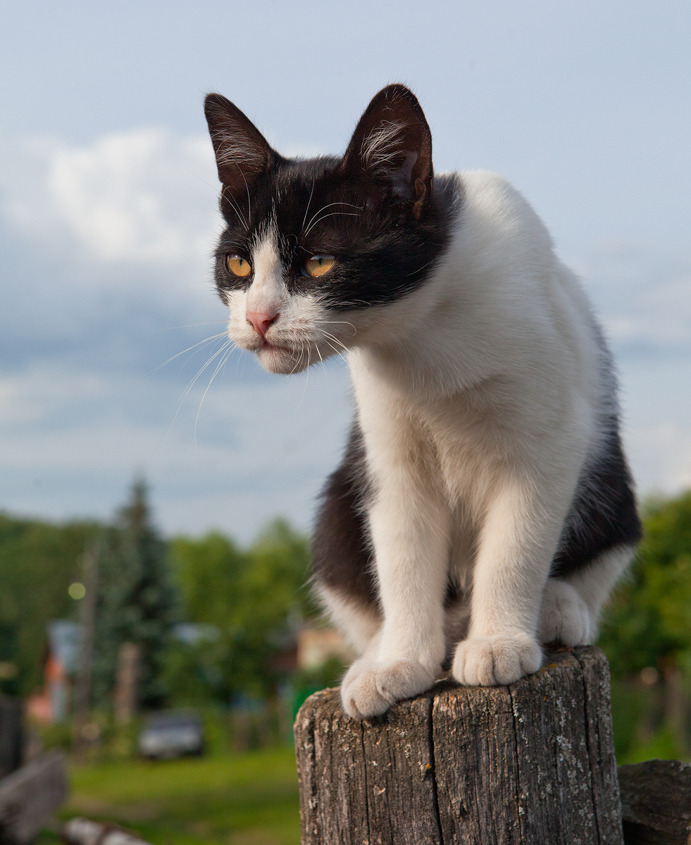 Experienced - cat, Animals, The photo, Experienced