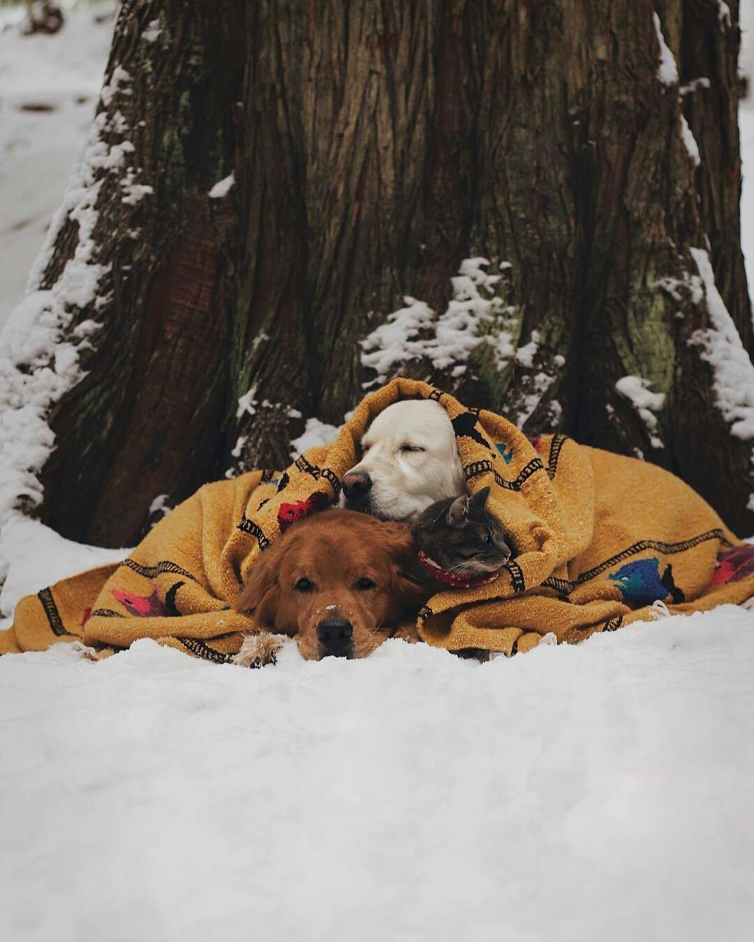 Friends travelers - Dog, Travels, Longpost