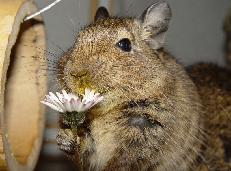 Romantic Chilean Squirrel - Degu, Squirrel, Animals, Milota, Romance, Mouse, Fauna