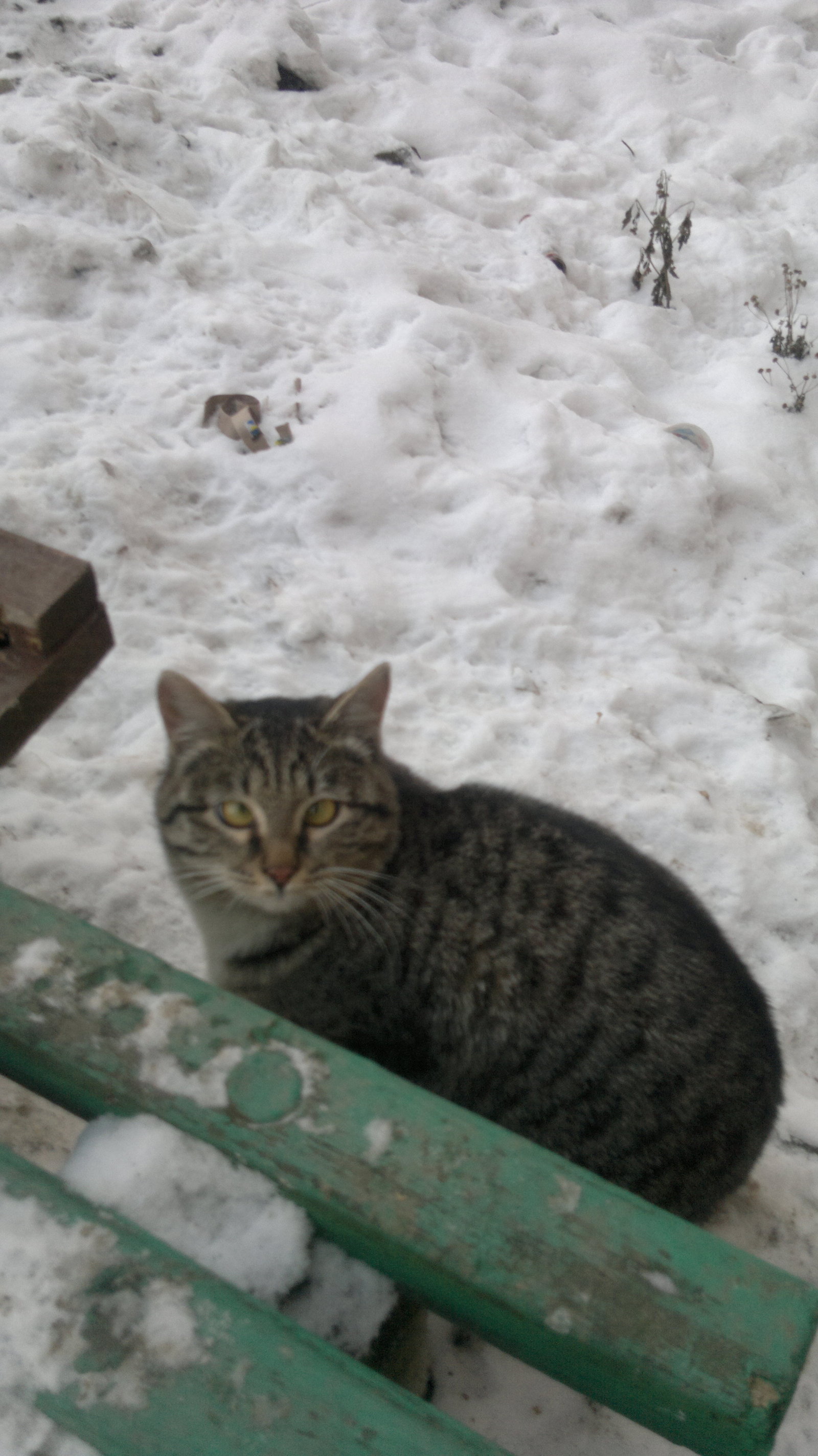 Cat eyes in a bunch - My, cat, Strabismus