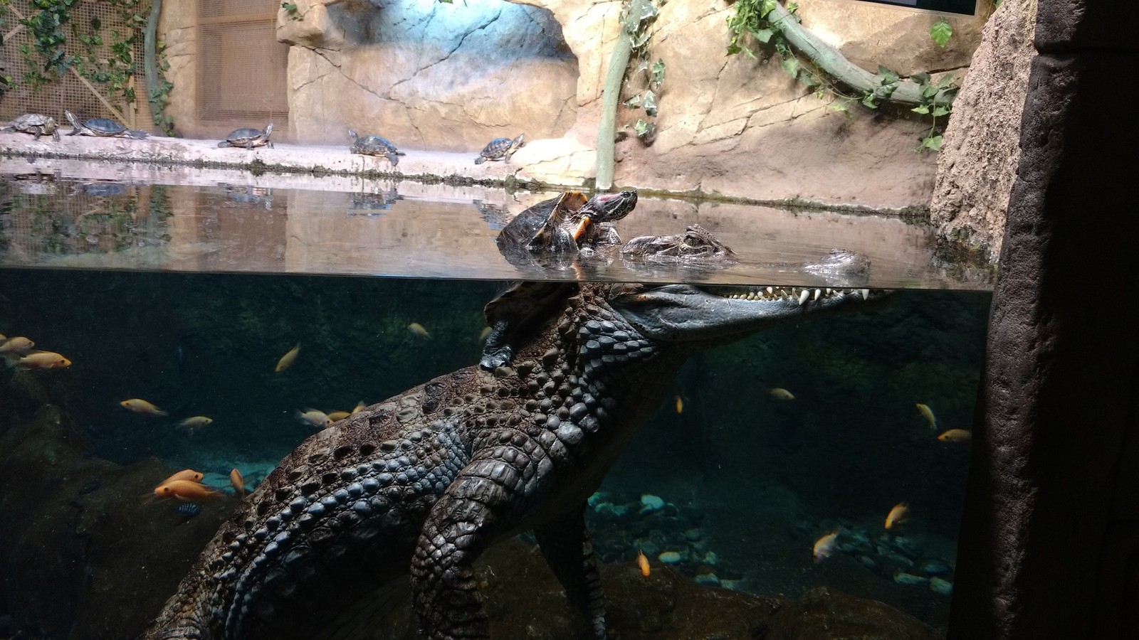 Ride me big crocodile - Crocodile, Turtle, On horseback, Aquarium, Crocodiles