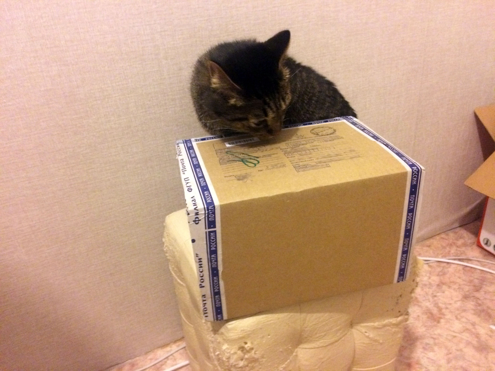 Gift exchange. From Korolev to Khabarovsk - My, Gift exchange, Secret Santa, , , New Year, Package, Presents, cat, Longpost