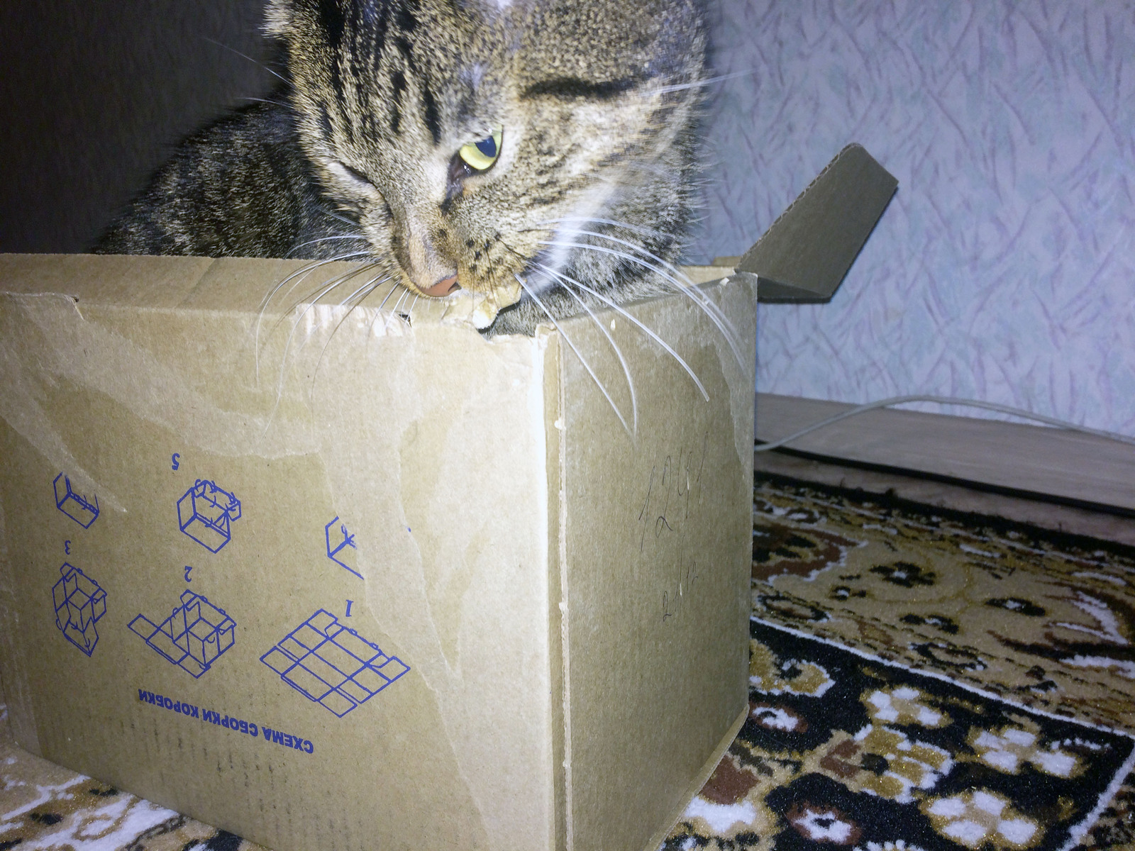 Gift exchange. From Korolev to Khabarovsk - My, Gift exchange, Secret Santa, , , New Year, Package, Presents, cat, Longpost