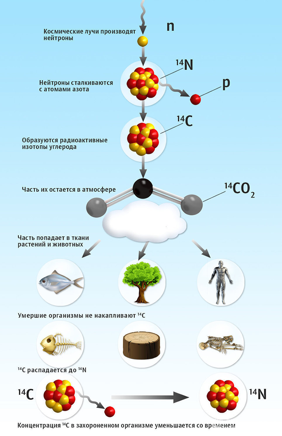 Physics of archeology: what prevents to accurately determine the age of the find. - Archeology, Radiocarbon dating, Longpost