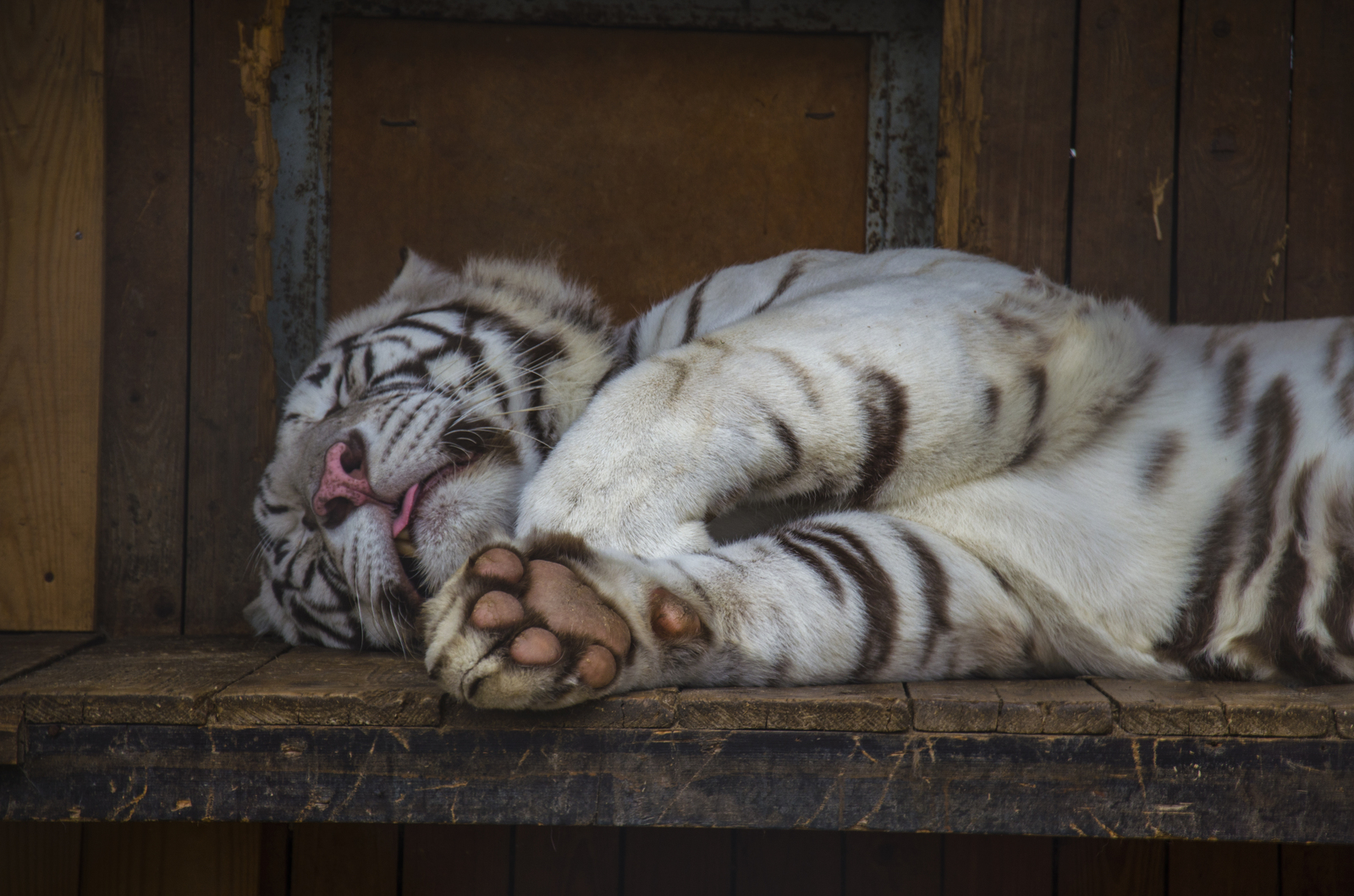 Belarusian Zoo in the autumn ... it's tough - My, Republic of Belarus, Zoo, , Animals, Longpost