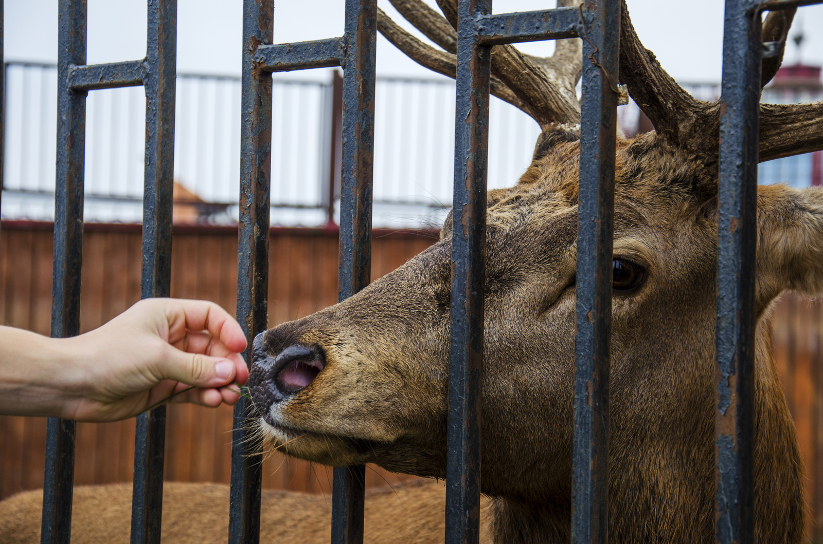 Belarusian Zoo in the autumn ... it's tough - My, Republic of Belarus, Zoo, , Animals, Longpost