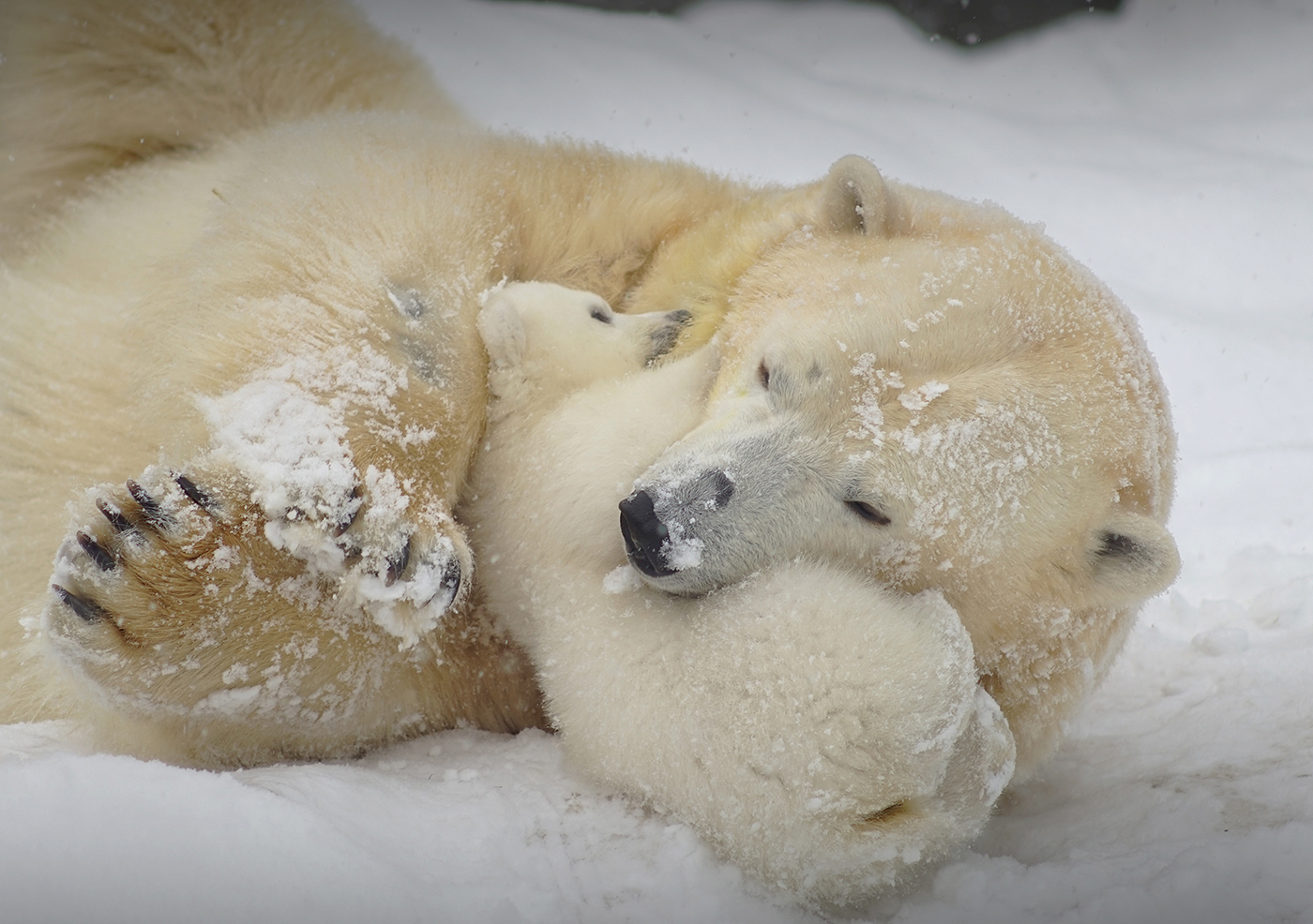 Mom's joy =) - Bear, Polar bear, Snow, Longpost, The Bears