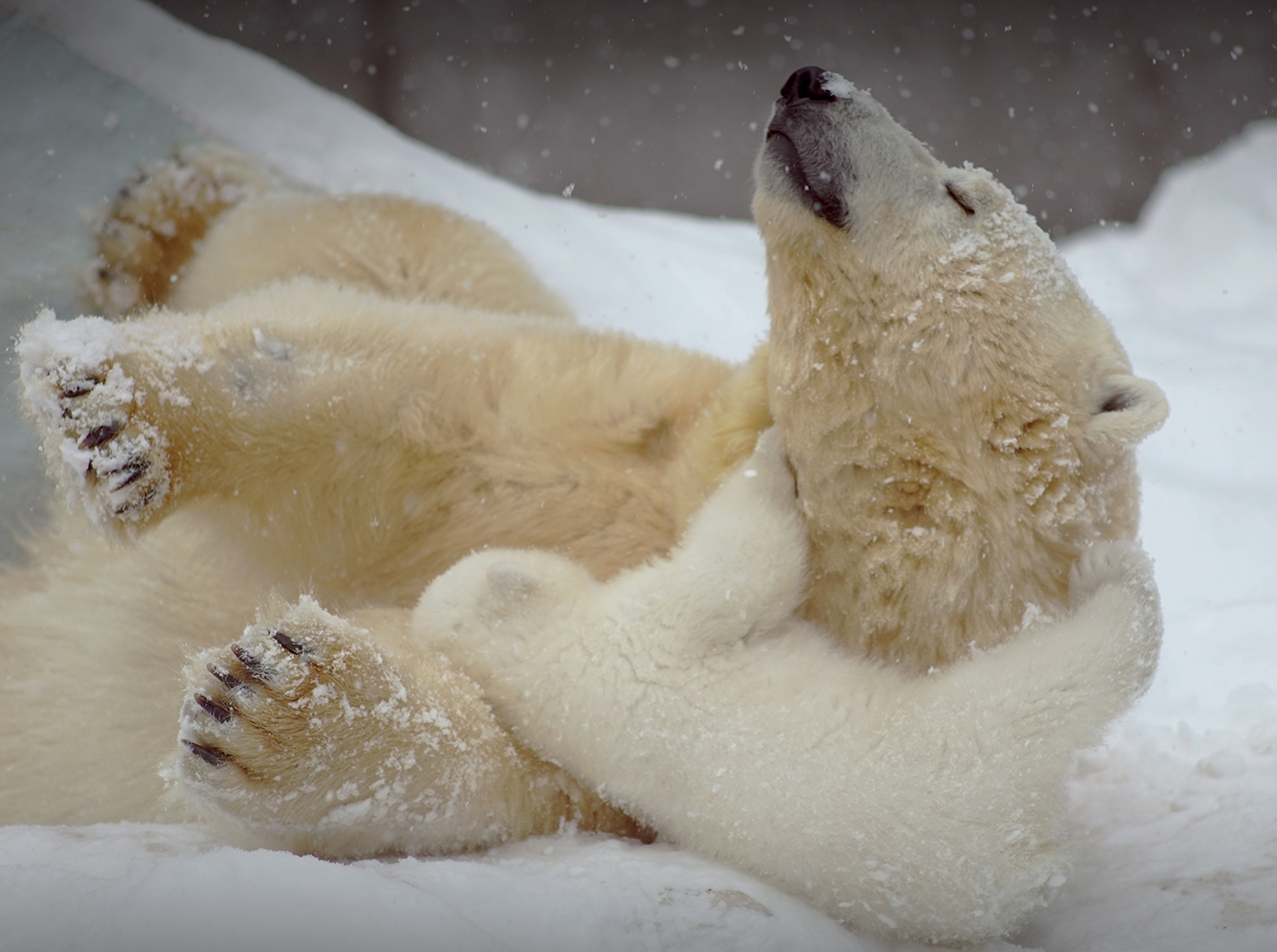 Mom's joy =) - Bear, Polar bear, Snow, Longpost, The Bears