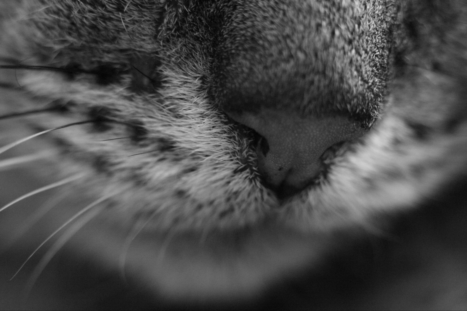 Macrocat - My, cat, Macro, Helios 44m, Black and white, Longpost, Macro photography, Helios 44m