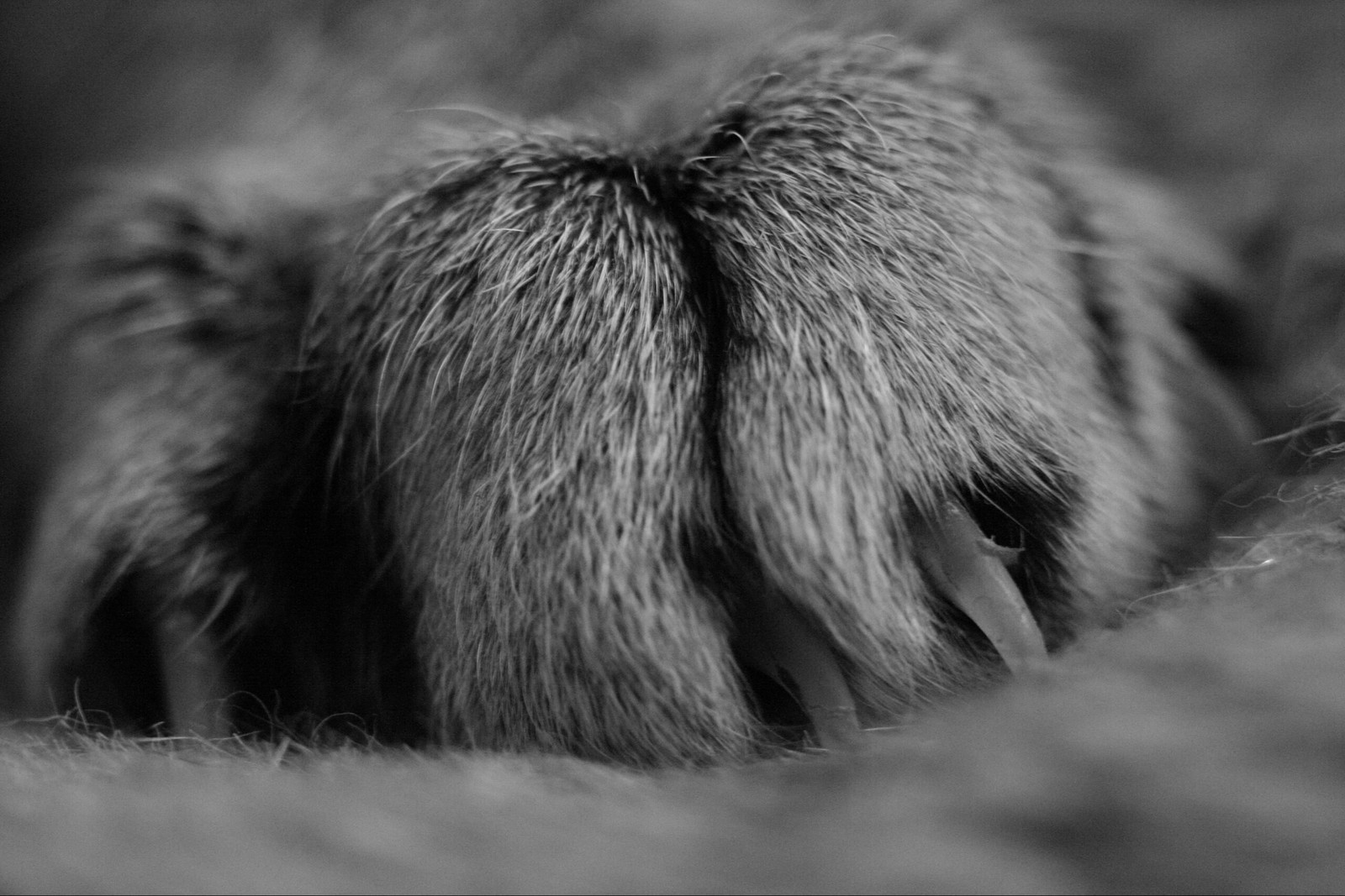 Macrocat - My, cat, Macro, Helios 44m, Black and white, Longpost, Macro photography, Helios 44m