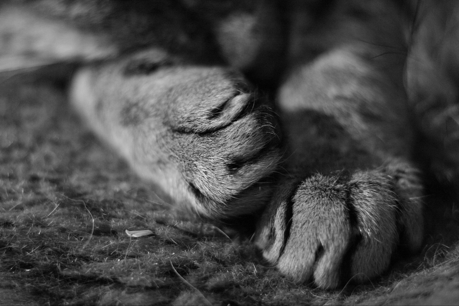 Macrocat - My, cat, Macro, Helios 44m, Black and white, Longpost, Macro photography, Helios 44m