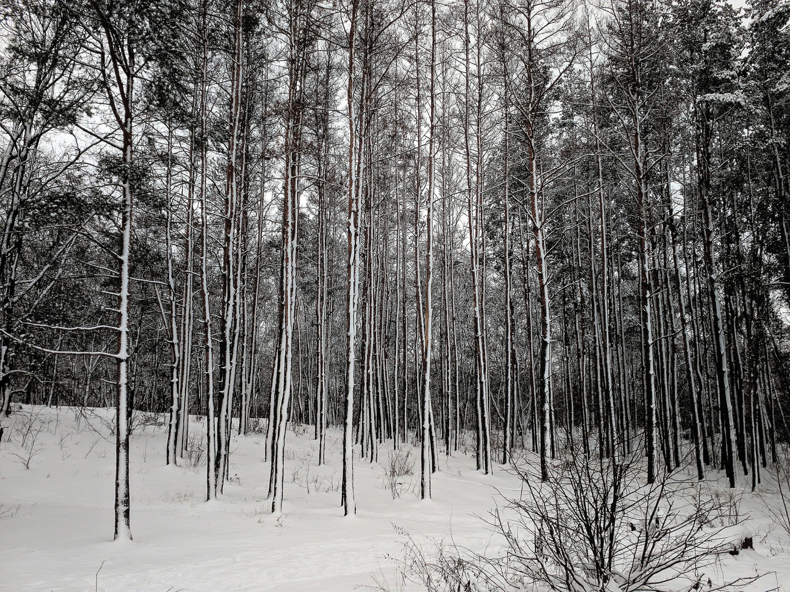 Winter forest - My, Forest, Winter, Snow, Nature, The photo