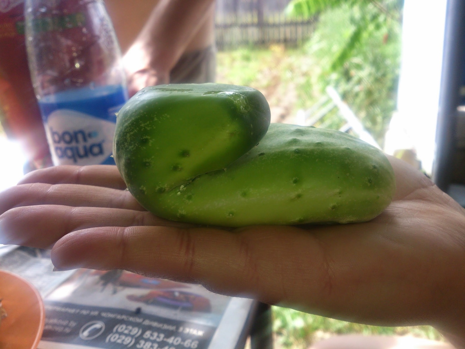 Cucumber shriveled - My, Cucumbers, Garden, Summer, Humor, Vegetables, 