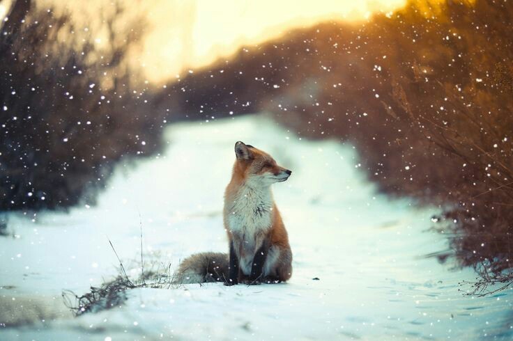 Good freeze frame. - Fox, Animals, Winter, Nature