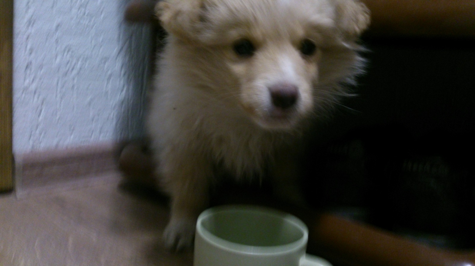 Looking for an owner for a puppy - My, In good hands, Good, Foundling, Tyumen, Puppies, Longpost, Help, Dog, Kindness