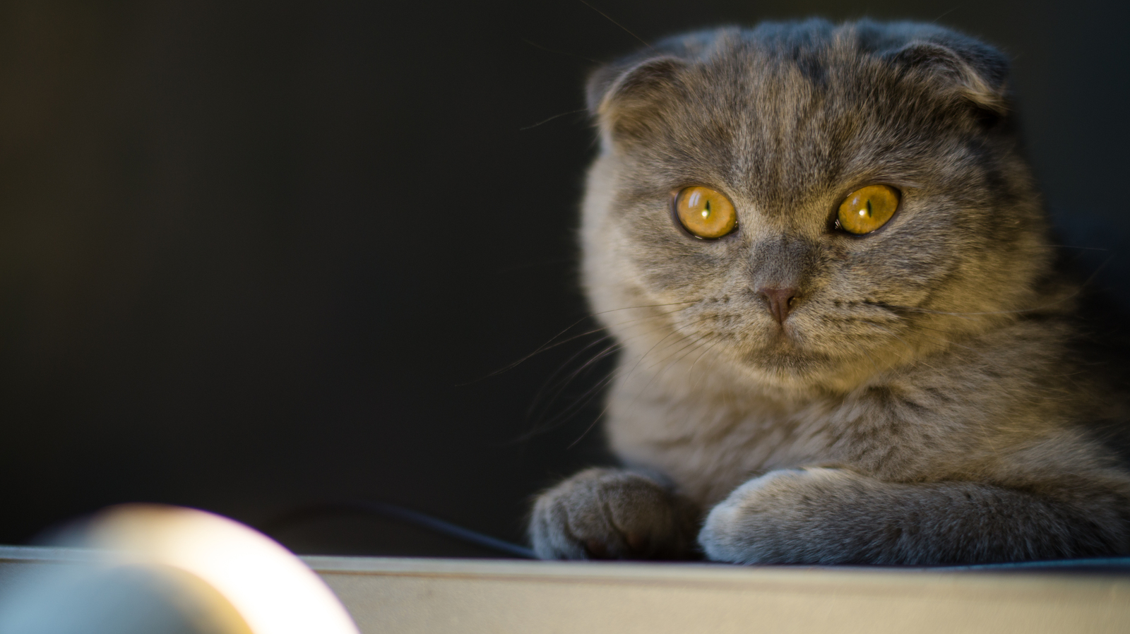 Cat - My, cat, Scottish lop-eared, The photo