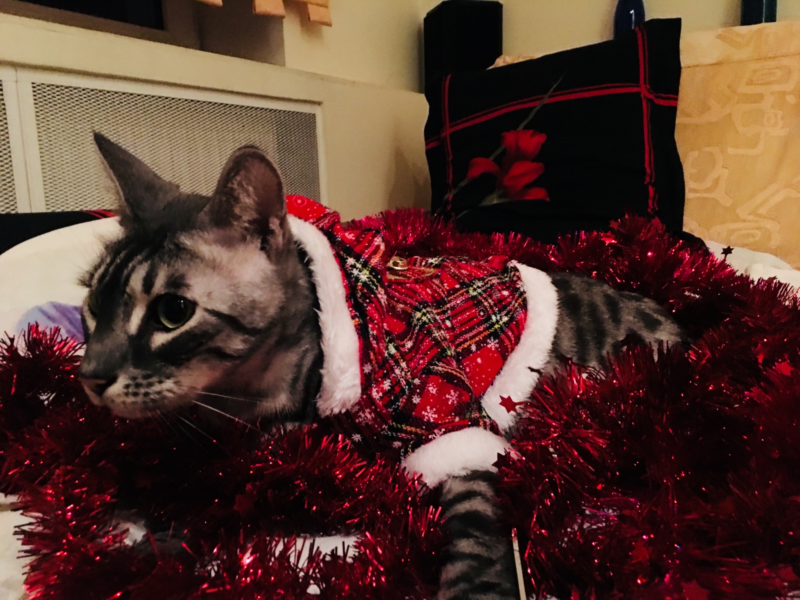 Santa cat - My, cat, New Year, Santa Claus, Longpost