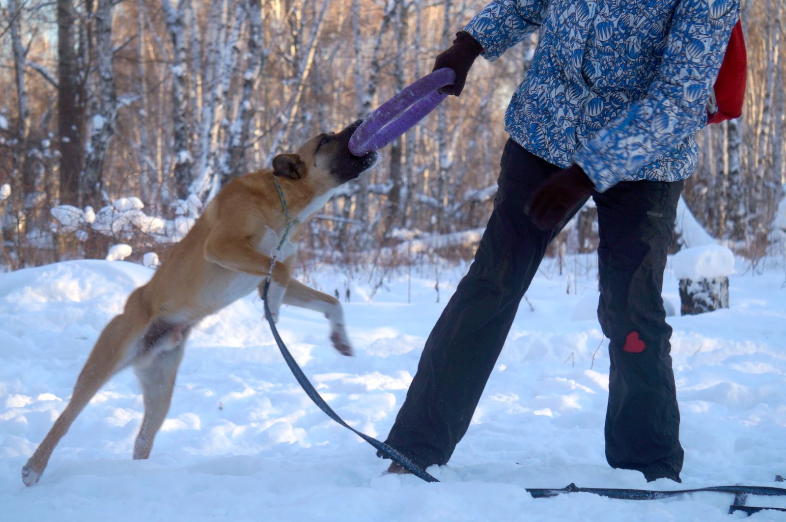 Ginger - My, Found a dog, Irkutsk, Way home, , Wetness, Longpost, Dog, In good hands