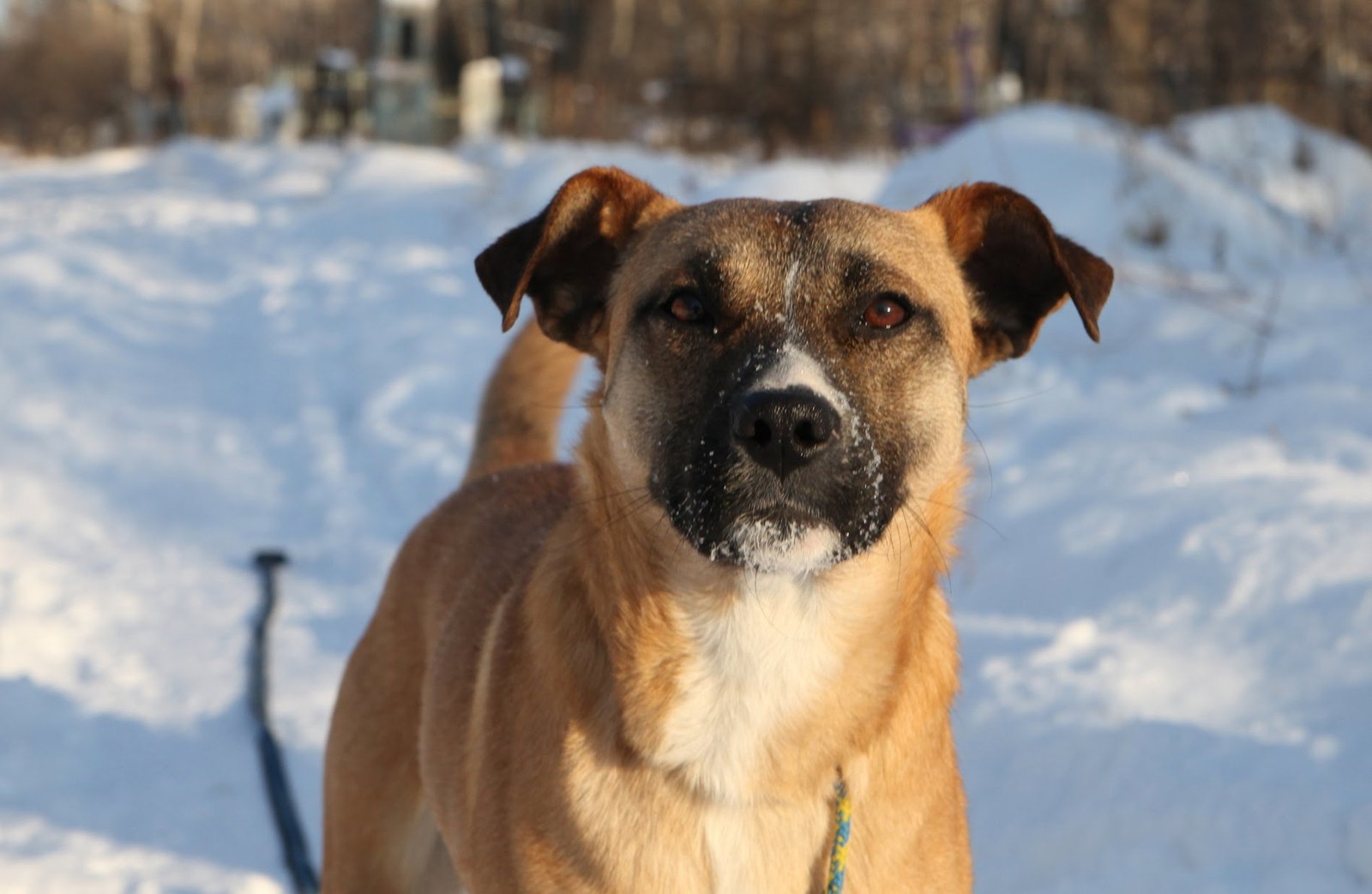 Ginger - My, Found a dog, Irkutsk, Way home, , Wetness, Longpost, Dog, In good hands