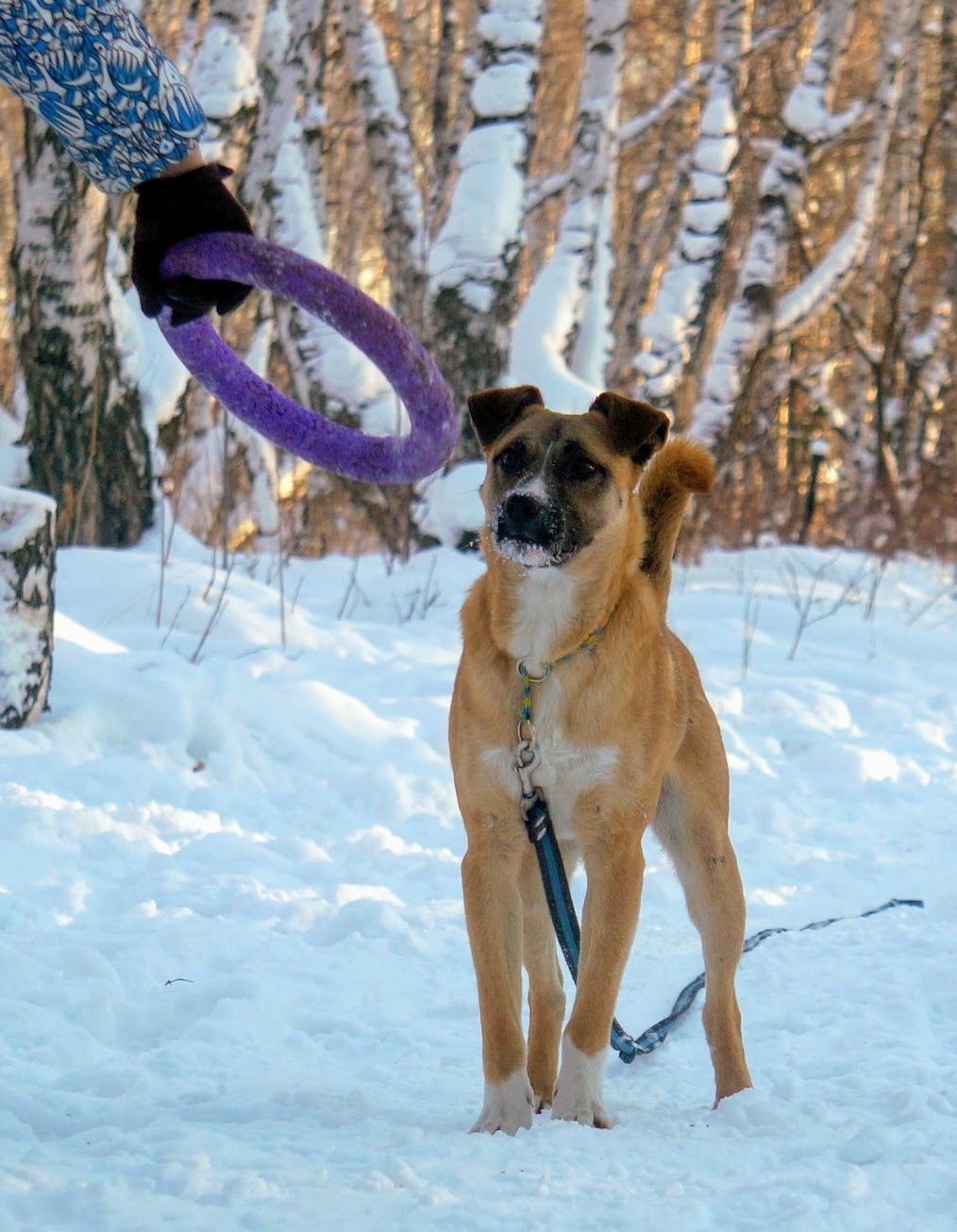 Ginger - My, Found a dog, Irkutsk, Way home, , Wetness, Longpost, Dog, In good hands