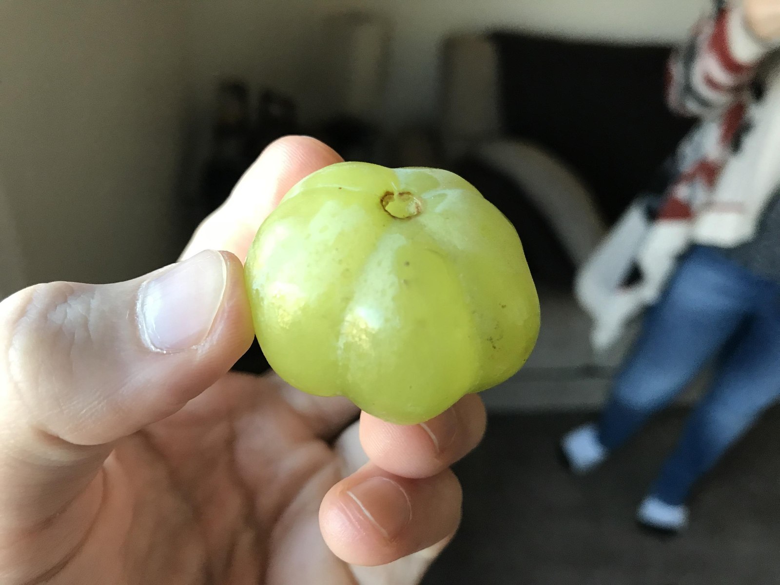 A grape that looks like a mini pumpkin - Grape, Pumpkin, The photo