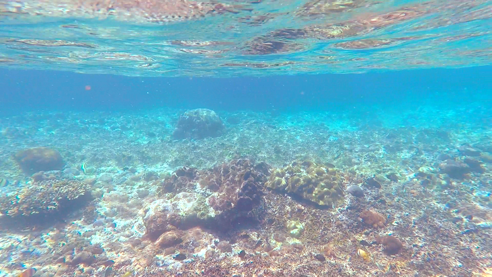 Underwater world near Lembongan island Indonesia - My, , Lembongan, Indonesia, Underwater world, A fish, Snorkeling, , , Longpost