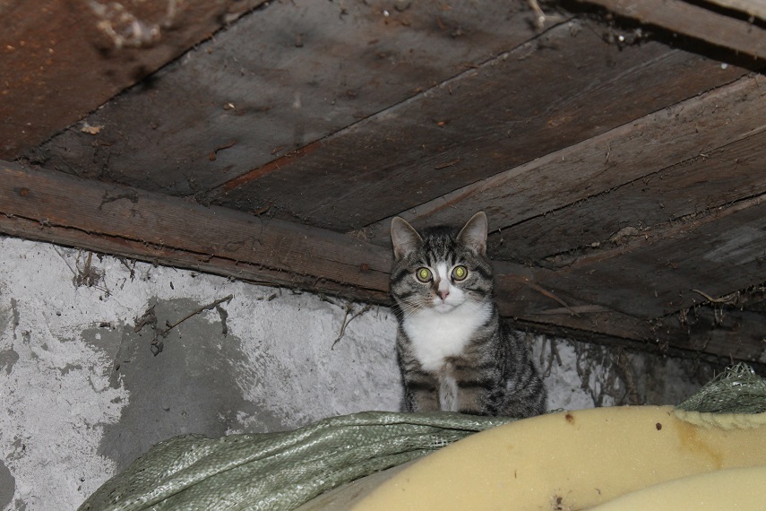 Cotoland. Foundling. Part two. - My, cat, Shelter, Kindness, Help, Saint Petersburg, Moscow, Lipetsk, Cotoland, Longpost, Shelter Cotoland