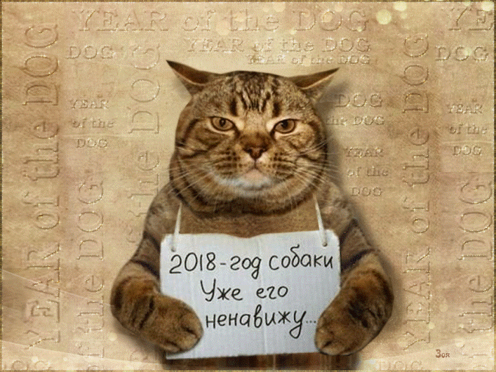 Year of the dog - cats in shock. - cat, Year of the dog, 2018, 