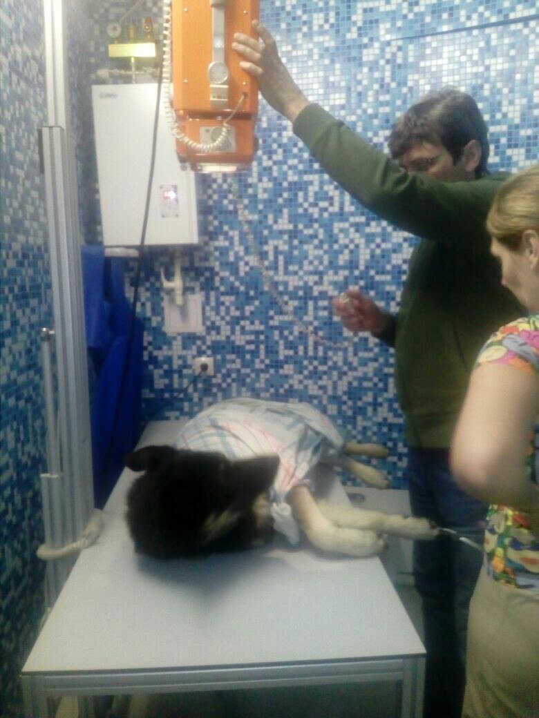 Loyalty was repaid with cruelty. in Samara, a dog for the blind was beaten and left to die in the trash - Dog, Guide, Animal defenders, Longpost, Help, Helping animals