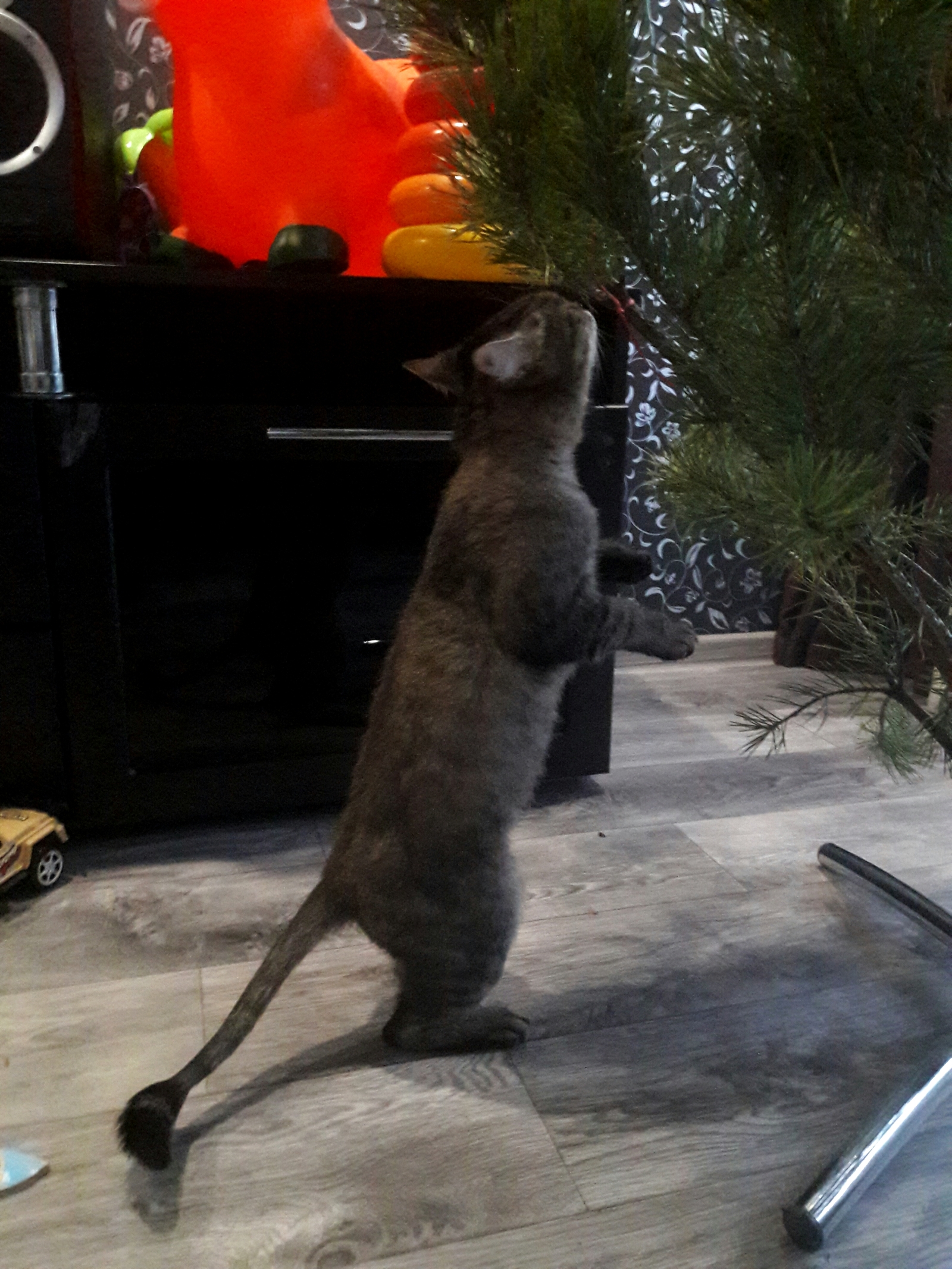 The reaction of cats to the Christmas tree)) - My, New Year, Christmas trees, cat, Longpost