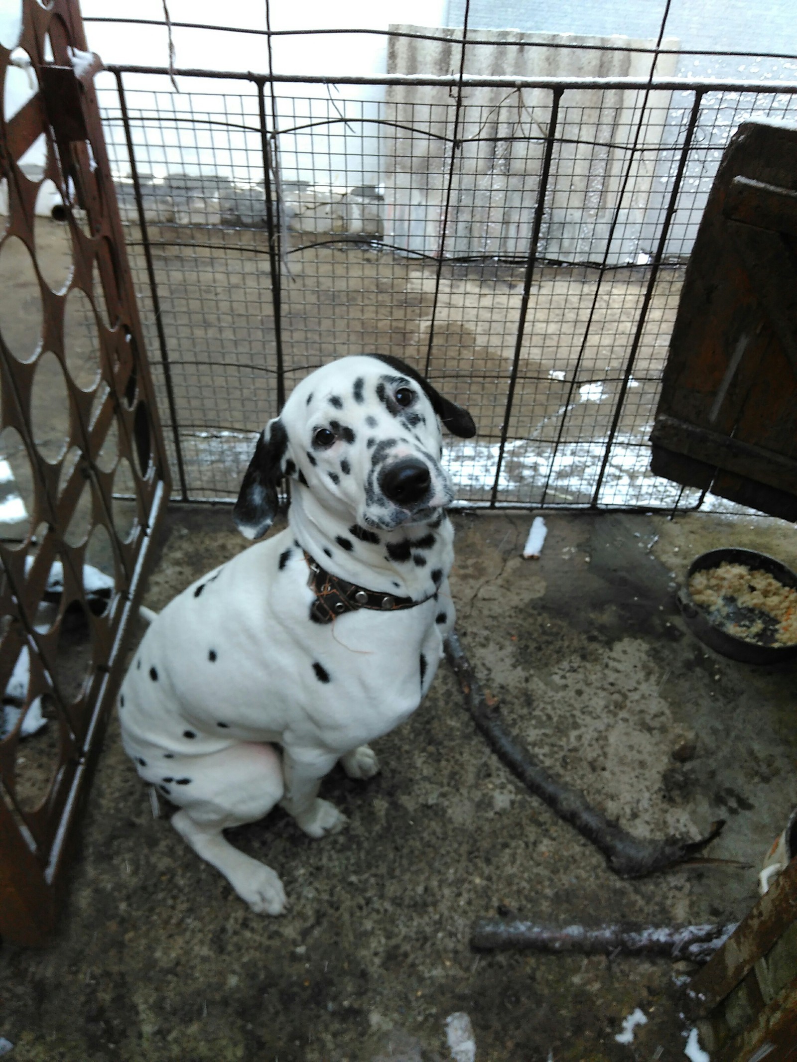 Dalmatian looking for a home - My, Dog, Dalmatian, Longpost, Stavropol, Stavropol region, In good hands, Looking for a house