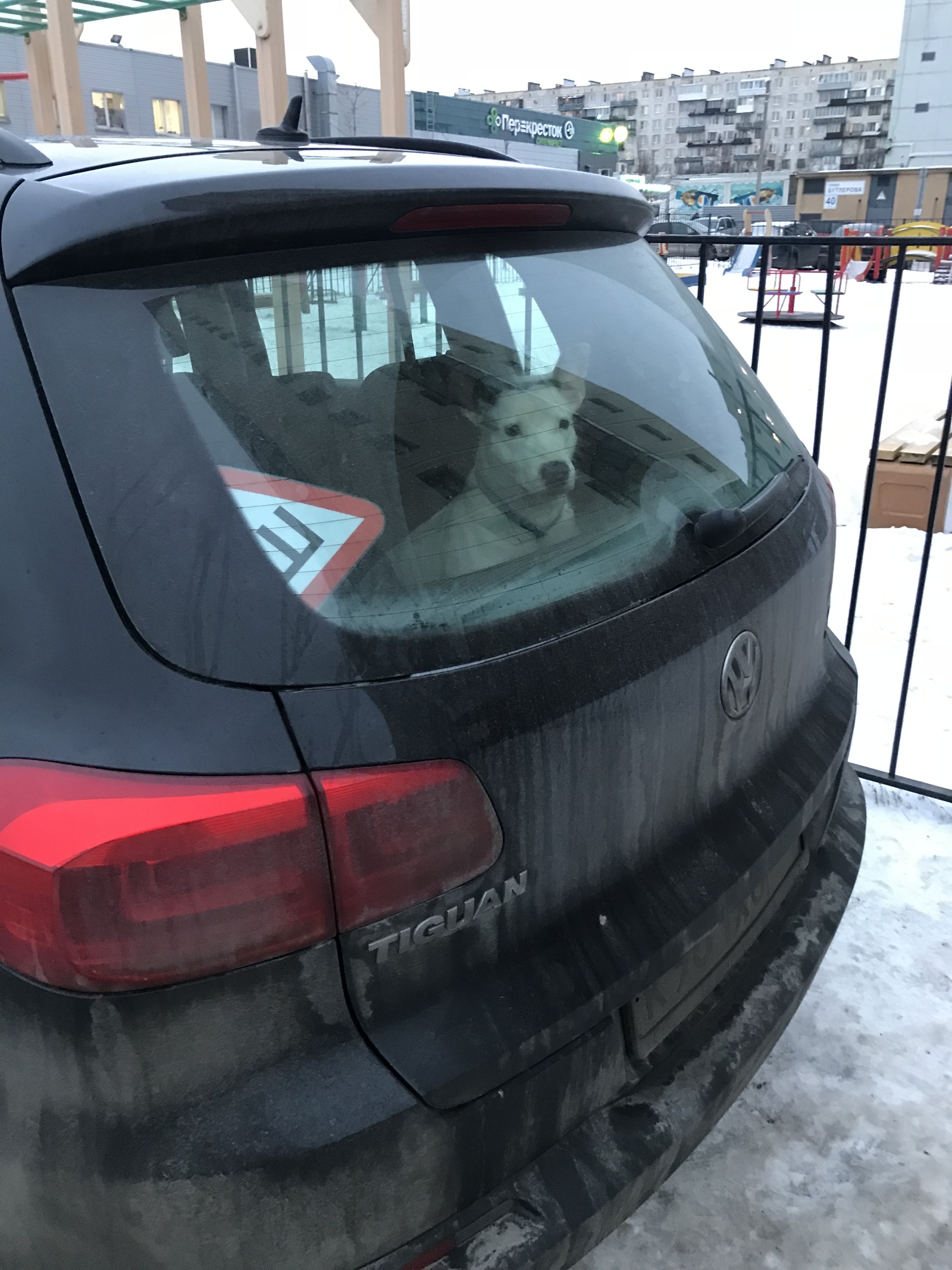 Peter, does anyone know the owner? - Pet, Dog, Locked, Saint Petersburg, Longpost, Pets