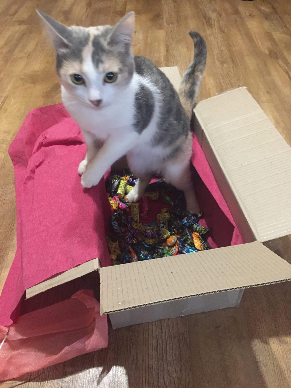 Gifts from the Snow Maiden - My, Secret Santa, cat, Package, Kindness, Good people, Longpost